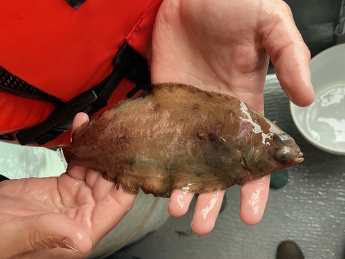 Dover sole (Microstomus pacificus) — Pleuronectidae — 3