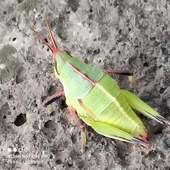Sphenarium purpurascens