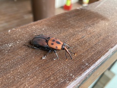 Rhynchophorus ferrugineus