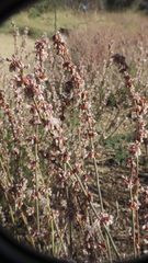 Eriogonum wrightii membranaceum