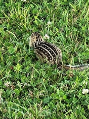 Ictidomys tridecemlineatus