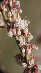 Eriogonum wrightii membranaceum