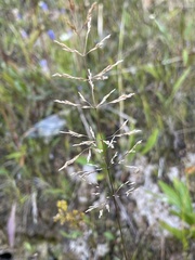Agrostis gigantea