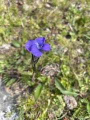Gentianopsis barbata
