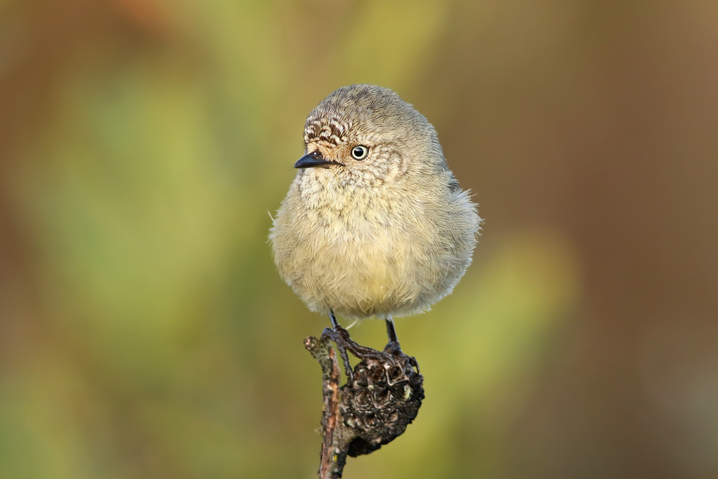 Slender-billed Thornbill photo