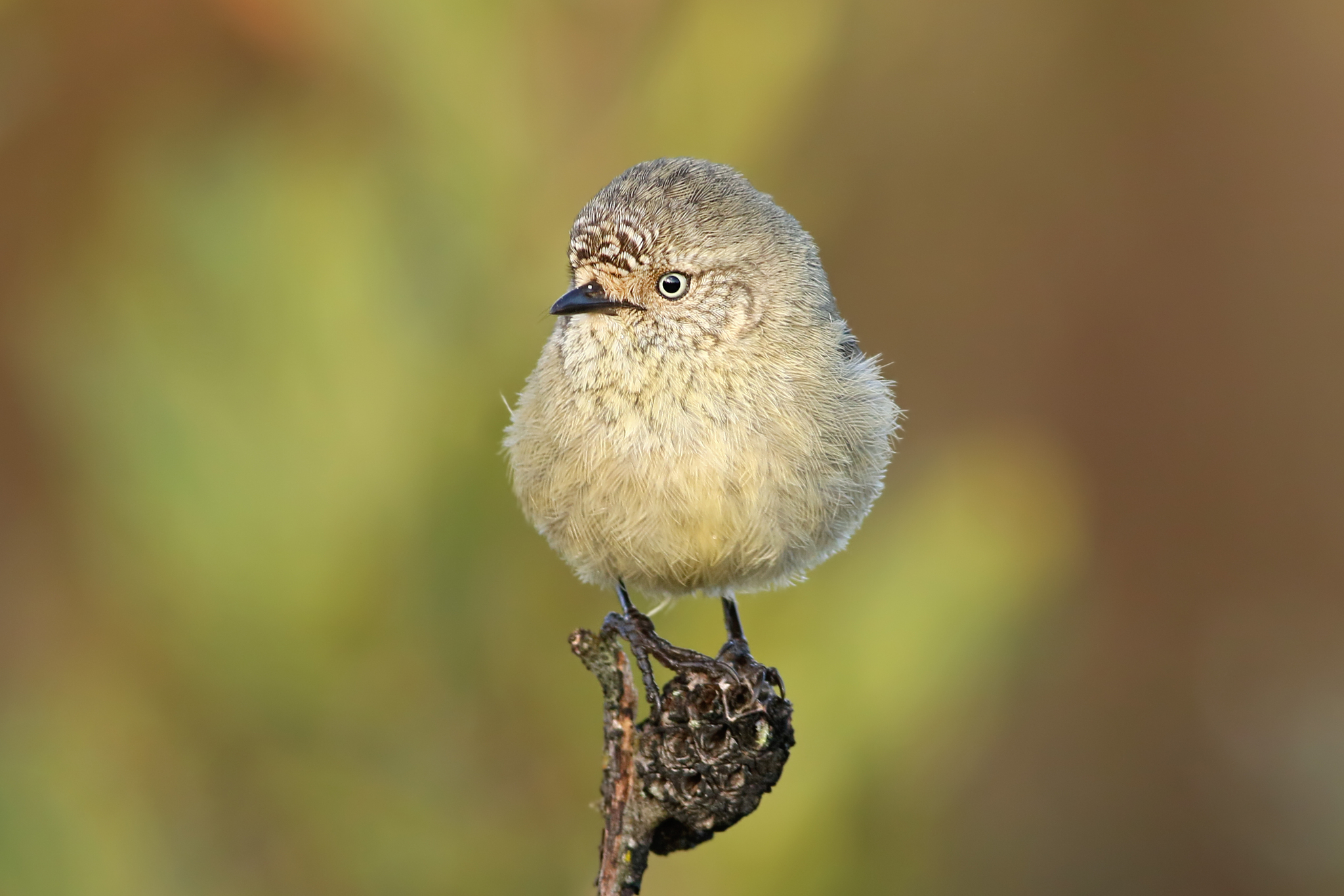 Slender-billed Thornbill (Acanthiza iredalei)