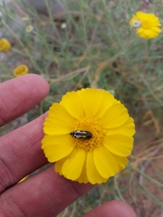 Acmaeodera scalaris