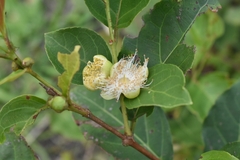 Campomanesia guaviroba