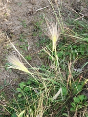 Hordeum jubatum
