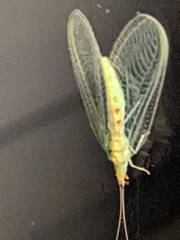 Chrysopa quadripunctata