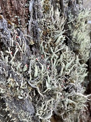 Cladonia floerkeana