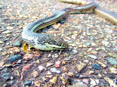 Masticophis taeniatus