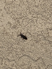 Melacoryphus lateralis