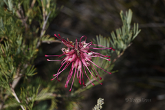 Grevillea plurijuga