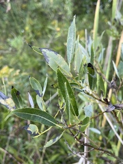 Salix petiolaris