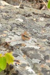 Euphydryas