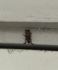 Curculionoidea