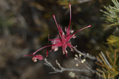 Grevillea plurijuga