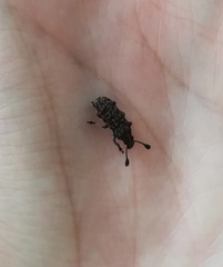 Curculionoidea