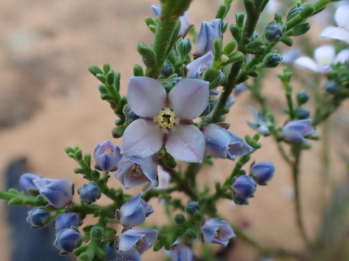 Cyanothamnus coerulescens (F.Muell.) Duretto & Heslewood