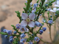 Cyanothamnus coerulescens