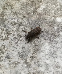 Curculionoidea