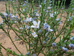 Cyanothamnus coerulescens