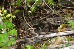 Crotalus oreganus oreganus