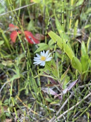 Symphyotrichum boreale