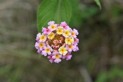 Lantana × strigocamara