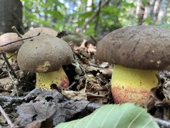 Cyanoboletus pulverulentus