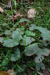Caltha palustris membranacea