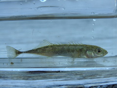 Pungitius pungitius