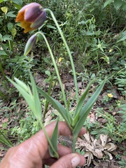 Calochortus purpureus