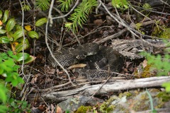 Crotalus oreganus oreganus