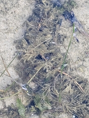 Najas guadalupensis