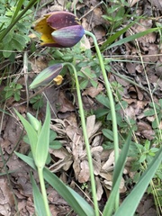 Calochortus purpureus