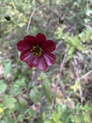 Cosmos scabiosoides