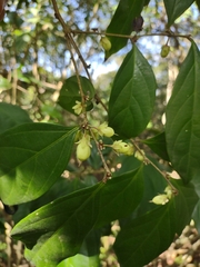 Piparea dentata