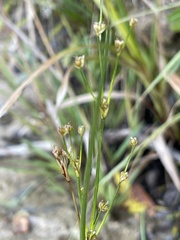 Juncus alpinoarticulatus