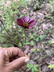 Cosmos scabiosoides