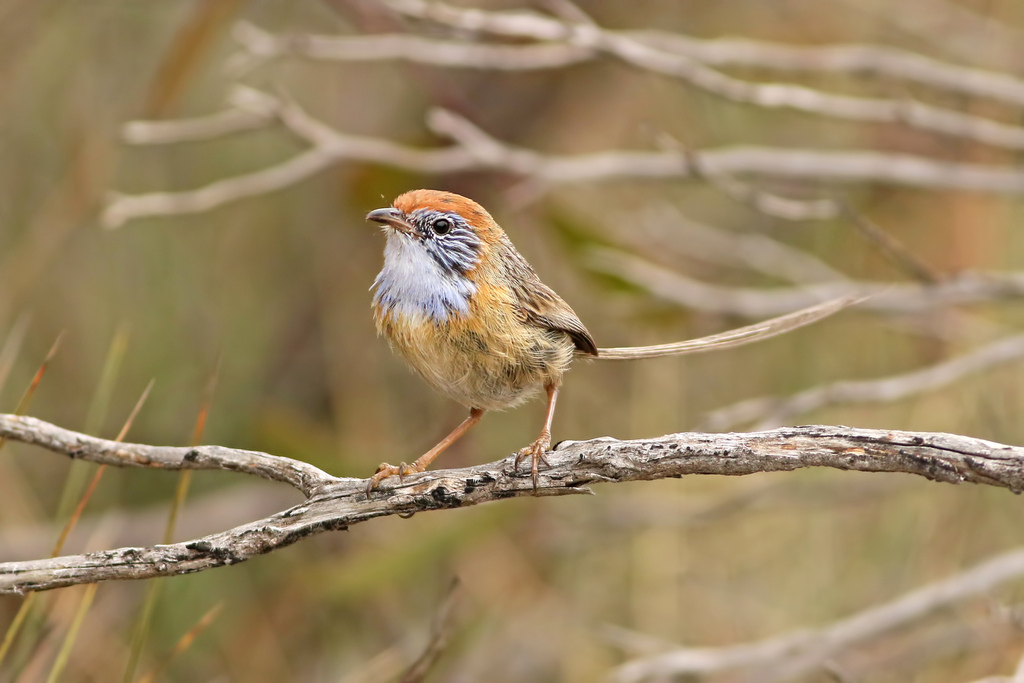 Mallee Emuwren