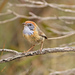 Mallee Emuwren - Photo (c) Tom Hunt, some rights reserved (CC BY-NC), uploaded by Tom Hunt