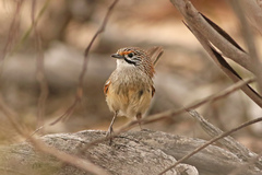Striated Grasswren photo 3