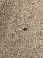 Paranapiacaba tricincta