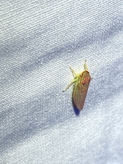 Gyponana octolineata