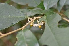 Solanum argenteum