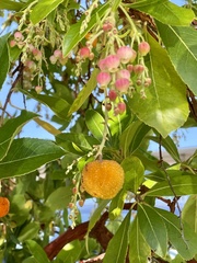 Arbutus × andrachnoides