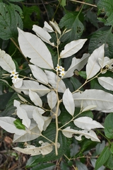 Solanum argenteum