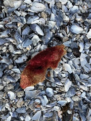 Chondracanthus exasperatus